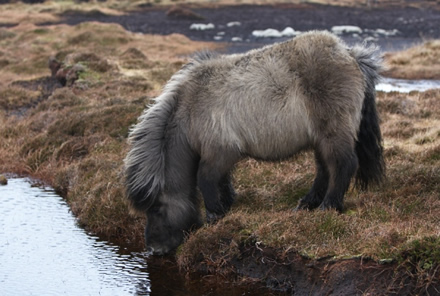 pony drinking